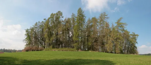 Zřícenina tvrze Kašovice