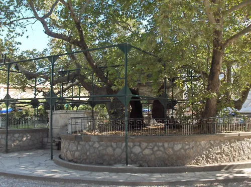Hippokrates-Platan in Kos