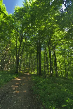 Borsuk Hill