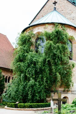 Tisíciletý růžový keř u Mariánského dómu v Hildesheimu