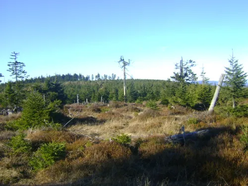 Smrek Trójkrainny