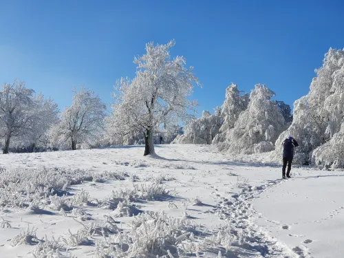 Vrchol Jelenec