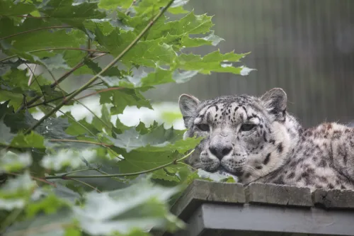 Zoo Korkeasaari