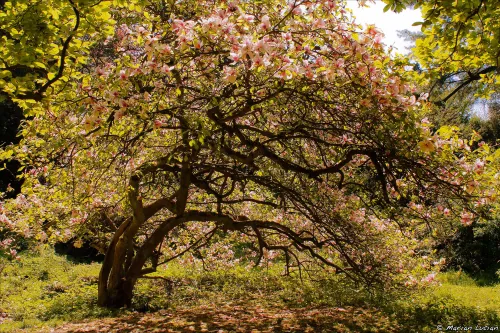 Arboretum Simeria