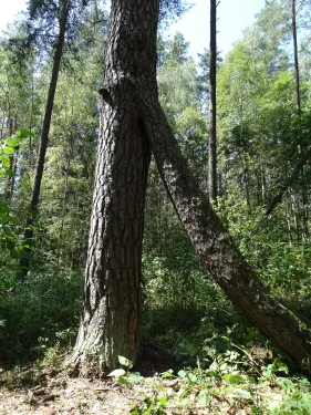 Dvoukmenná borovice u jezera Juodieji Lakajai