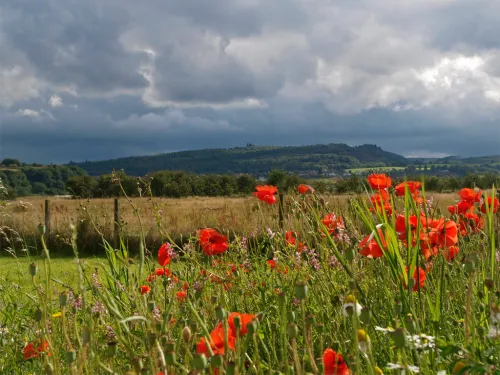 Gillies Hill