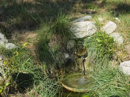 Source de Llibrells