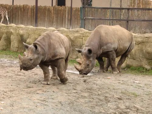 Safari park Dvůr Králové