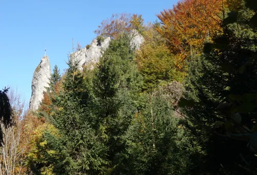 Berg Sauzahn