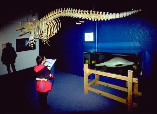 Muzeum velryb v Húsavíku