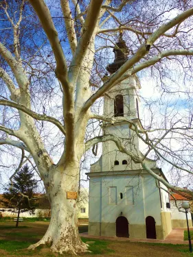 Plátano de Sremski Karlovci