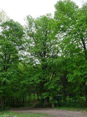 Husova lípa u Kopřivnice