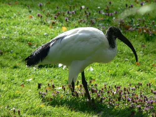 Ibis