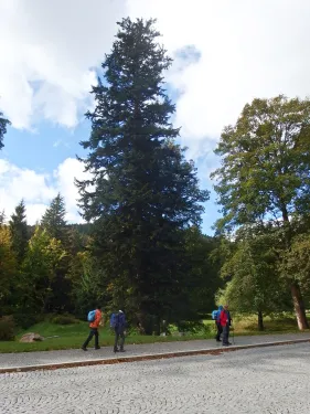 Jedle v lázeňském parku