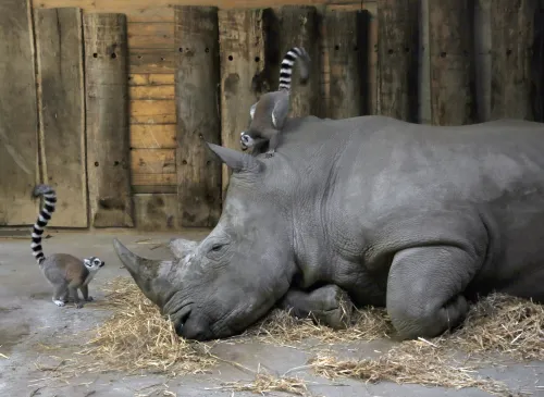 Zoologická zahrada v Salcburku