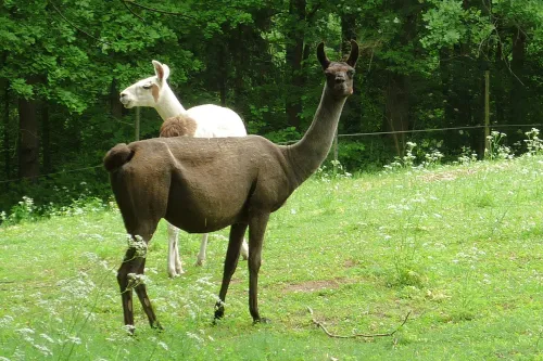 Zoo Na Hrádečku