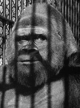 Guy the Gorilla v londýnské zoo