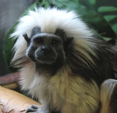 Zoo de Szeged