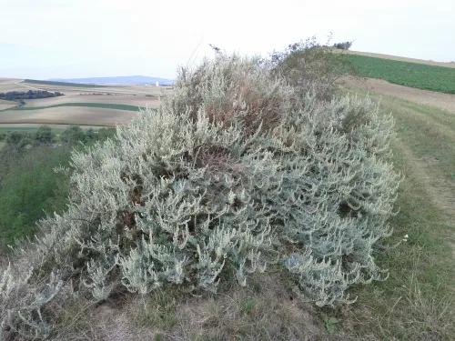 Přírodní památka Bílá hora u Oberschoderlee