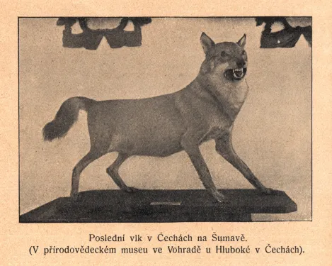 Památník posledního vlka u Vimperka